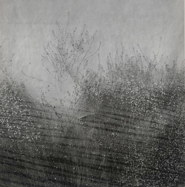 Untitled, Weed series (7)